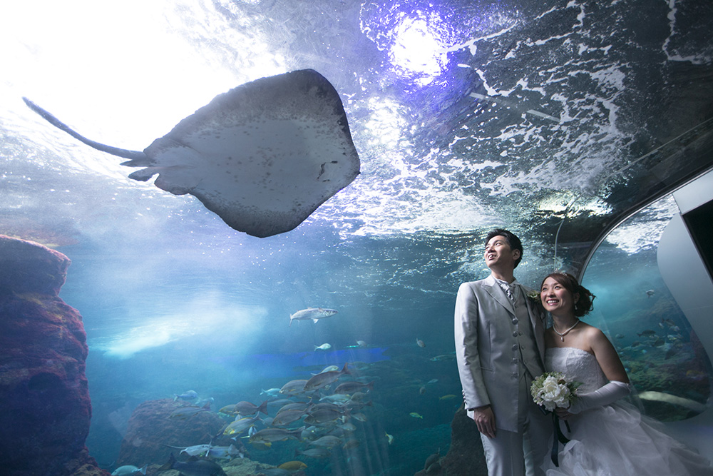 水族館で挙げる結婚式は写真撮影に最高 オススメの演出と式場まとめ Marrying マリーング